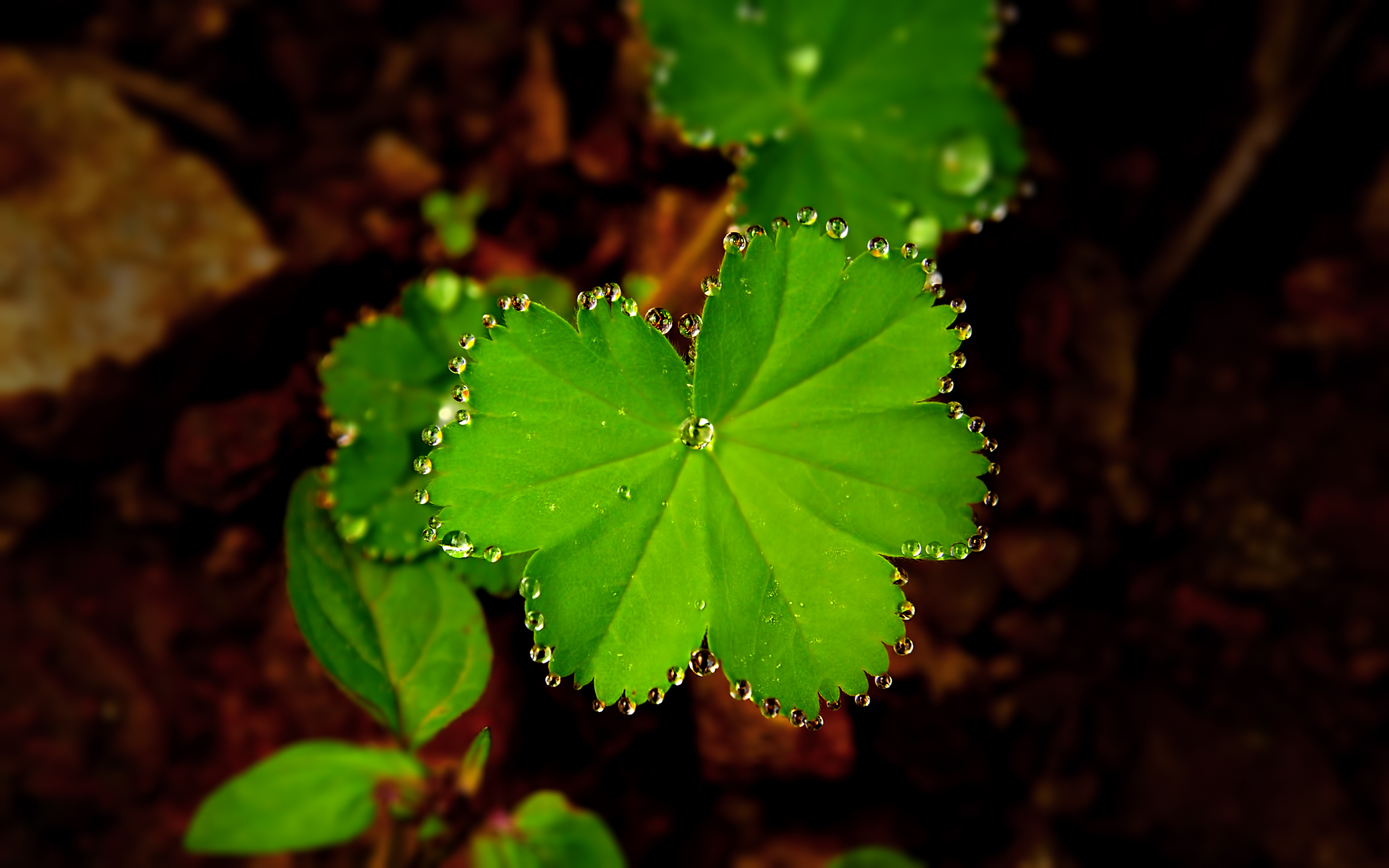 Dantela (dantel de deniyor)