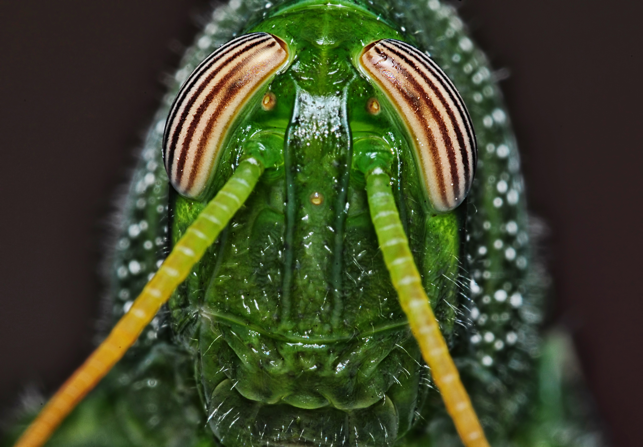 Gözlerim süzüldü yorgunluktan