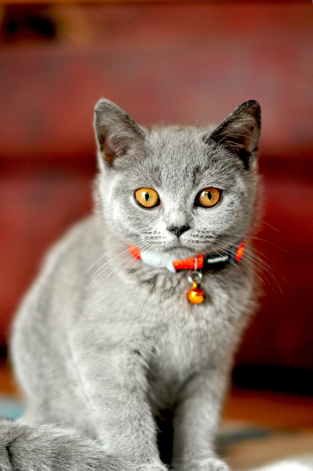 Vera the last Briton